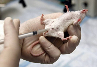Assolutamente inadeguato il « modello topo » per lo studio delle malattie letali nell’uomo