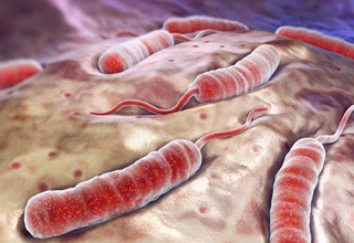 Forscher finden im Darm eines Choleratoten wichtige Hinweise zur Herkunft des Krankheitserregers