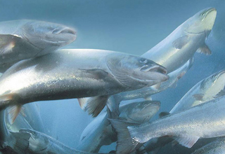 Il Canada, primo Stato ad autorizzare sul suo territorio la vendita di salmone transgenico. E senza etichettatura !