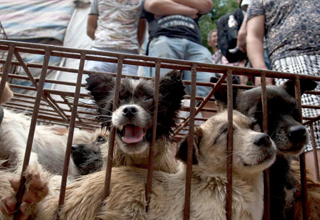 Stop alla tortura ed al massacro dei cani e dei gatti al festival di Yulin