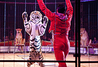 Pas de décision avant 2019 concernant les animaux dans les cirques