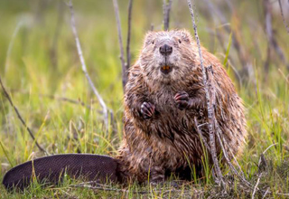 NON à la loi révisée sur la chasse