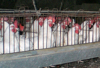 Interdiction des poules en batterie en Tchéquie