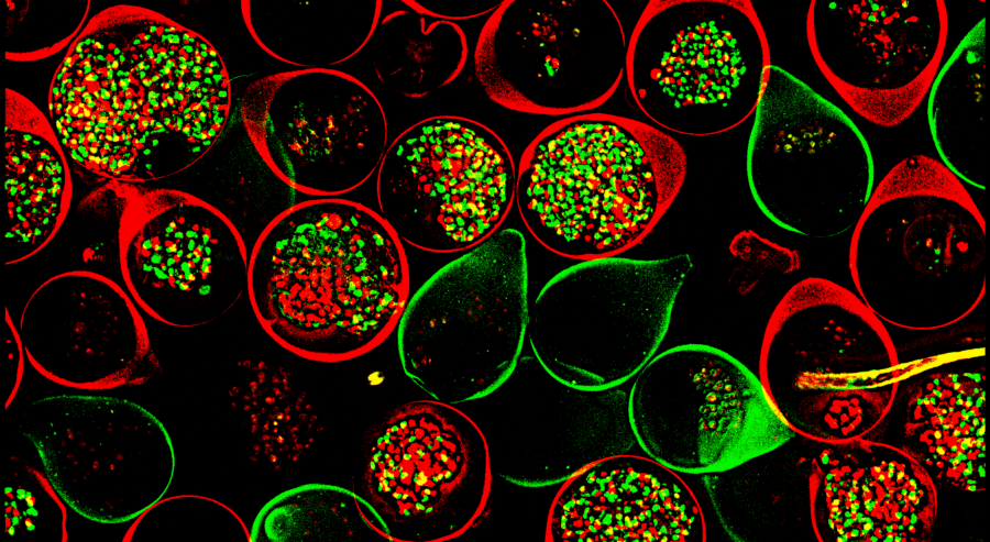 Die In-Vitro-Technologie von FluoSphera im Fokus