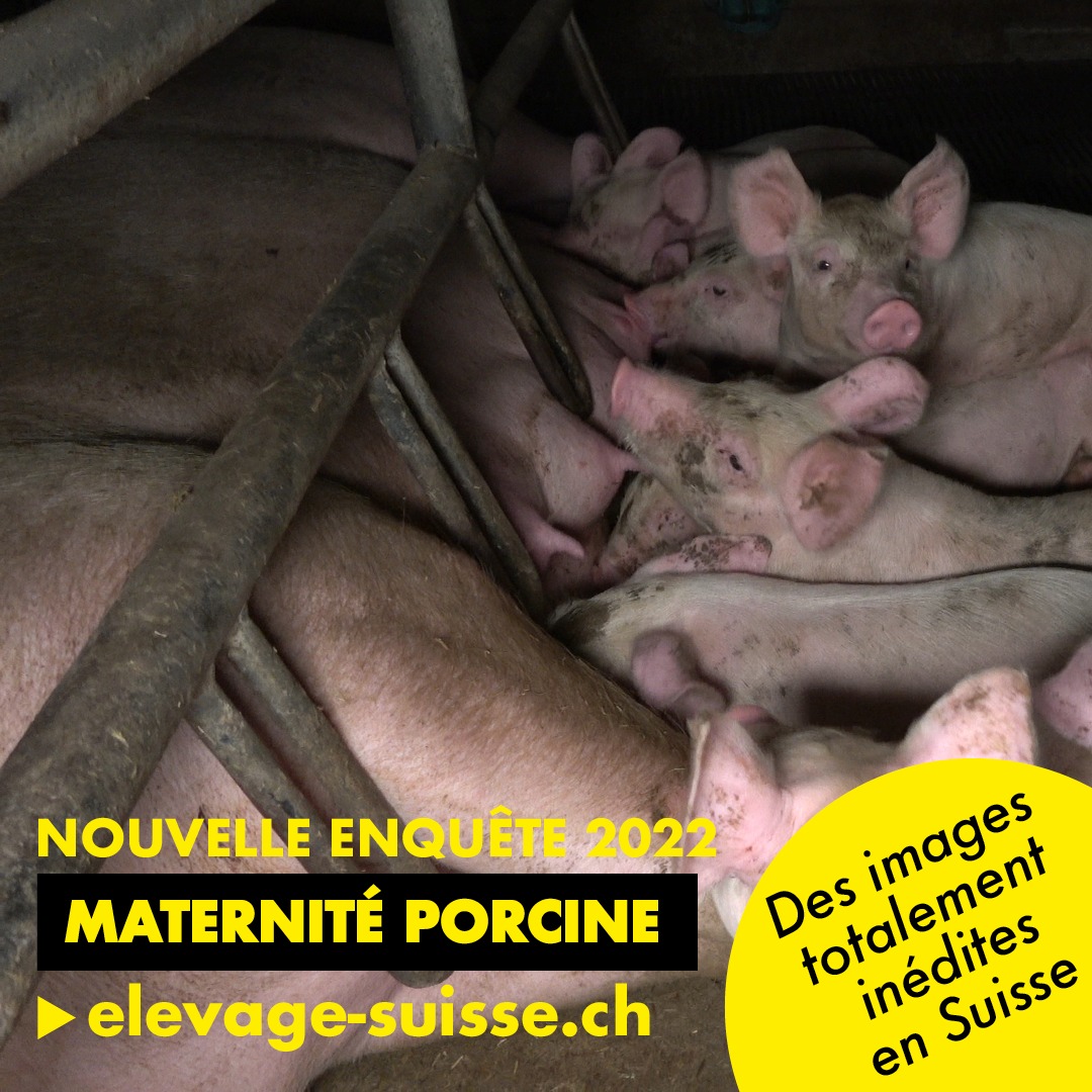 Ein Foto mit Ferkeln welche durch Metallstäbe von ihrer Mutter getrennt sind und an den Zitzen säugen. Unten der Text:"Neue Recherche 2022 Schweinemutterschaft" und "Bilder, die in der Schweiz völlig neu sind." Une photo de porcelets séparés de leur mère par des barres métalliques et tétant les mamelles. En bas, le texte : "Nouvelle enquête 2022 Maternité porcine" et "Des images totalement inédites en Suisse." Una foto di maialini separati dalla madre da aste metalliche e che succhiano dalle mammelle. Sotto il testo: "Nuova ricerca 2022 maternità suina" e "Immagini completamente nuove in Svizzera".