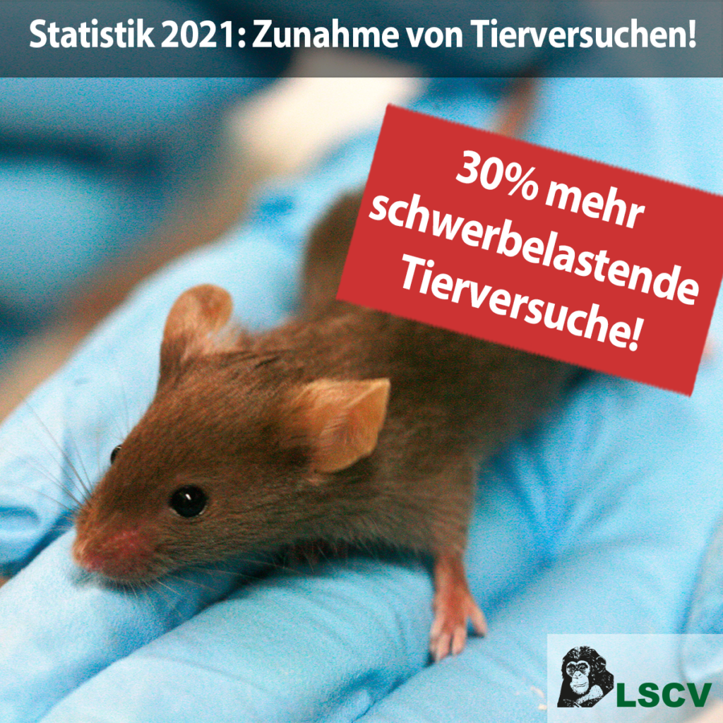 Eine braune Maus ist auf einer Hand in einem Latexhandschuh. Zuoberst steht in einem 50% Transparenten, schwarzen Feld:"Statistik 2021: Zunahme von Tierversuchen!" In einem roten Feld steht mit weisser Schrift:"30% mehr schwerbelastende Tierversuche!" Unten rechts ist das Logo der LSCV, ein zweifarbiger Schimpansenkopf mit dem Schriftzug "LSCV" in grün.