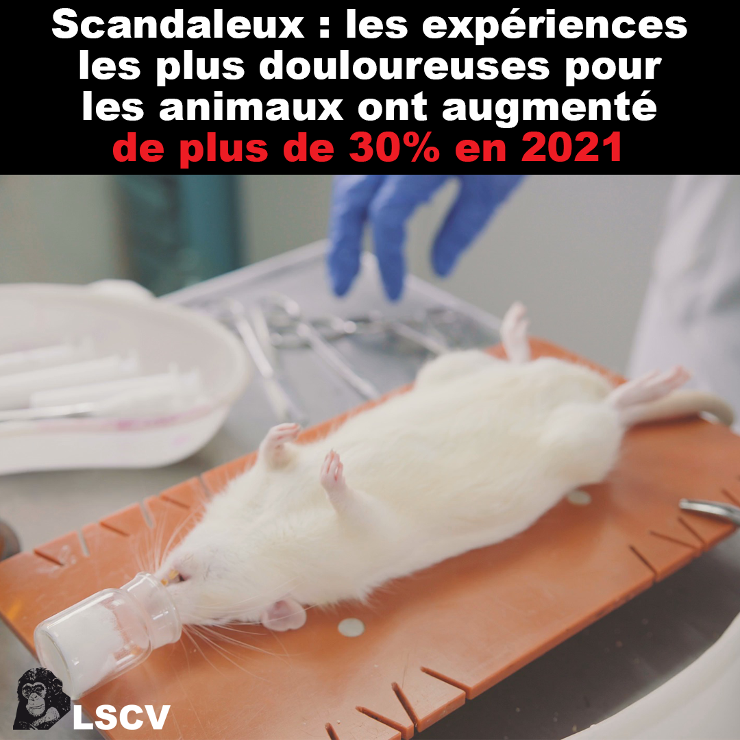 Très forte augmentation des expériences les plus douloureuses sur les animaux : +30% en 2021 !