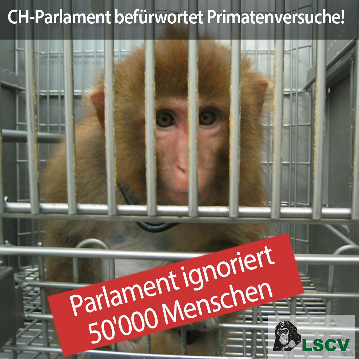 Ein Rhesusaffe sitzt in einem Käfig und schaut in die Kamera. Darüber zwei Kacheln mit den Texten: "CH-Parlament befürwortet Primatenversuche!" und "Parlament ignoriert 50'000 Menschen" sowie dem Logo der LSCV.