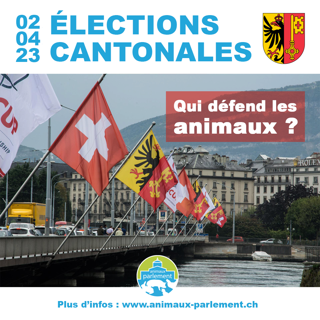 Genève : près de 70 candidat·e·s se considèrent antispécistes