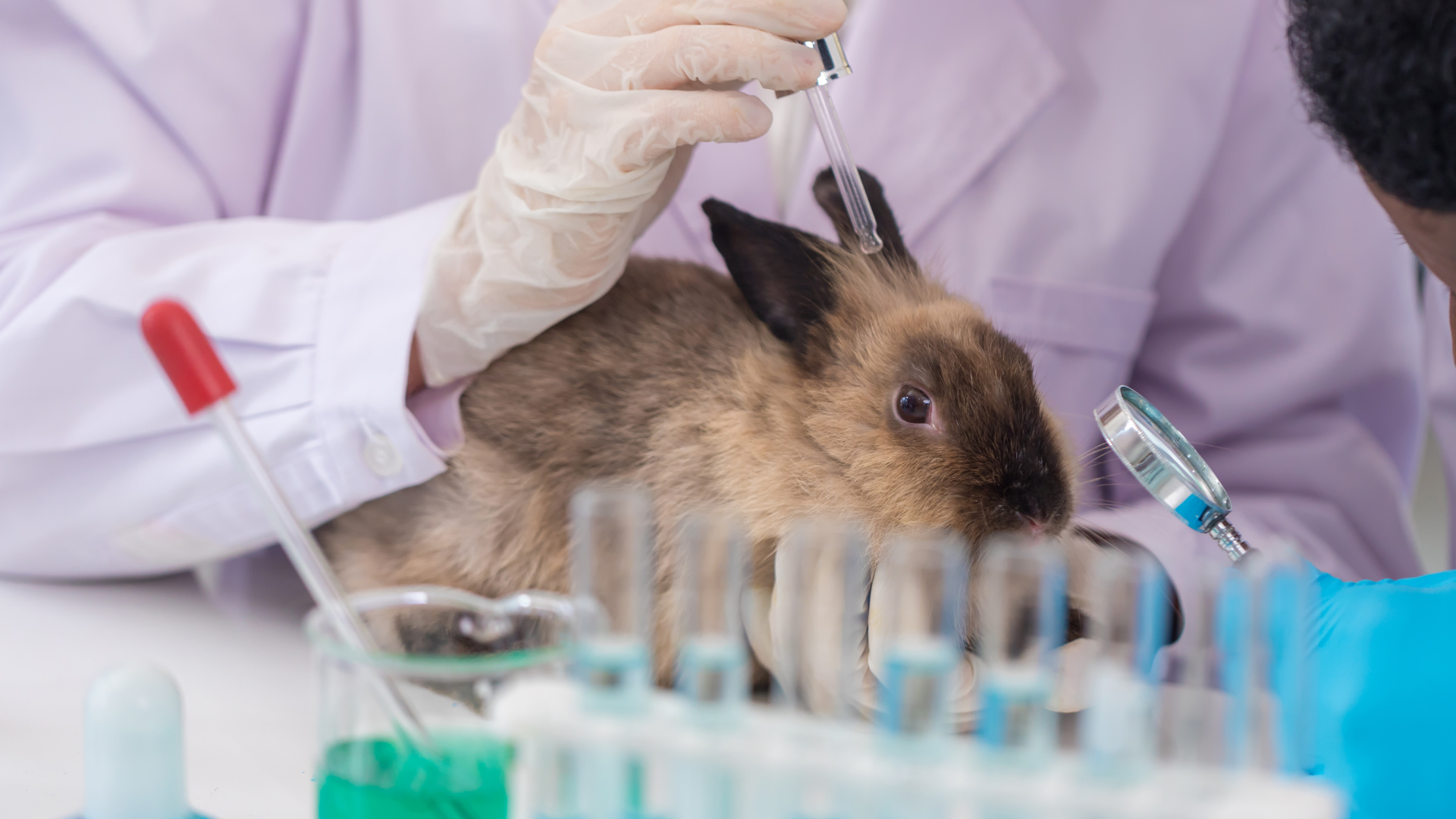 L'image montre un lapin subissant une expérience en laboratoire