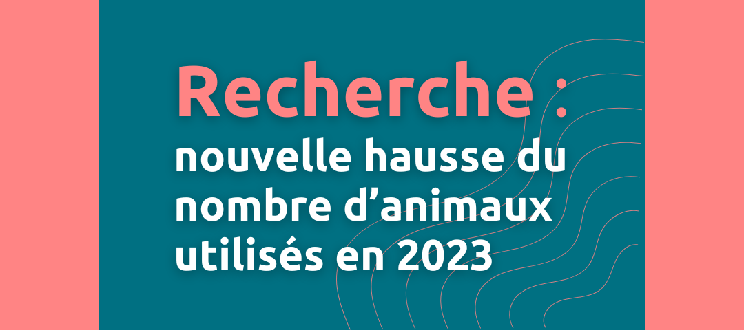 Animaux utilisés en 2023 : hausse de 1,6% par rapport à 2022
