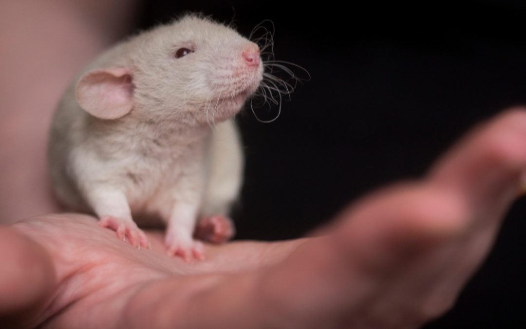 Intolérable : nouveau cas de cruauté envers des animaux à l’Université de Fribourg