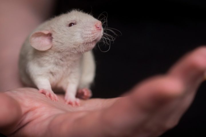 Souris blanche dans une main