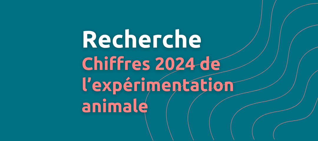 Expérimentation animale en Suisse : chiffres 2024