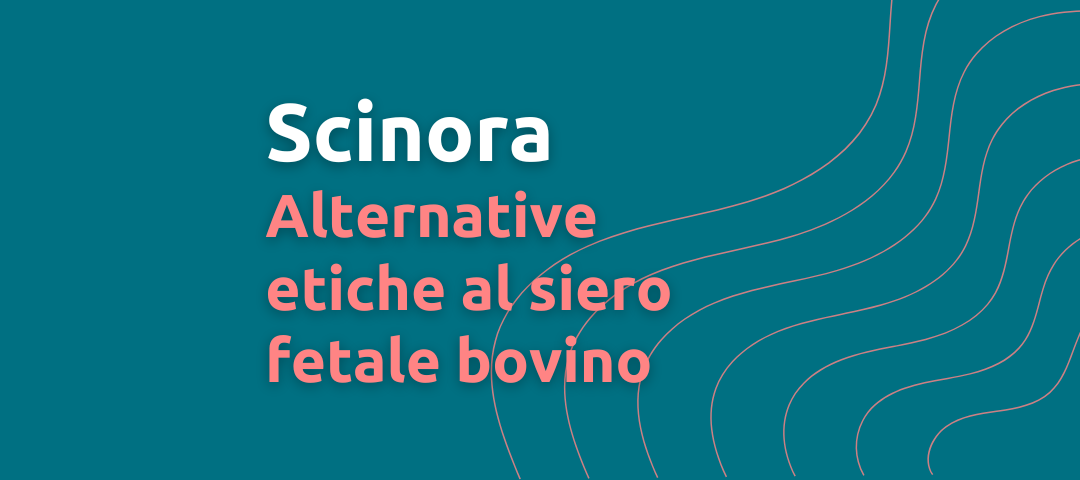 Le alternative etiche di Scinora